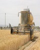 تولید گندم لرستان در دولت سیزدهم ۳ برابر قبل شده است