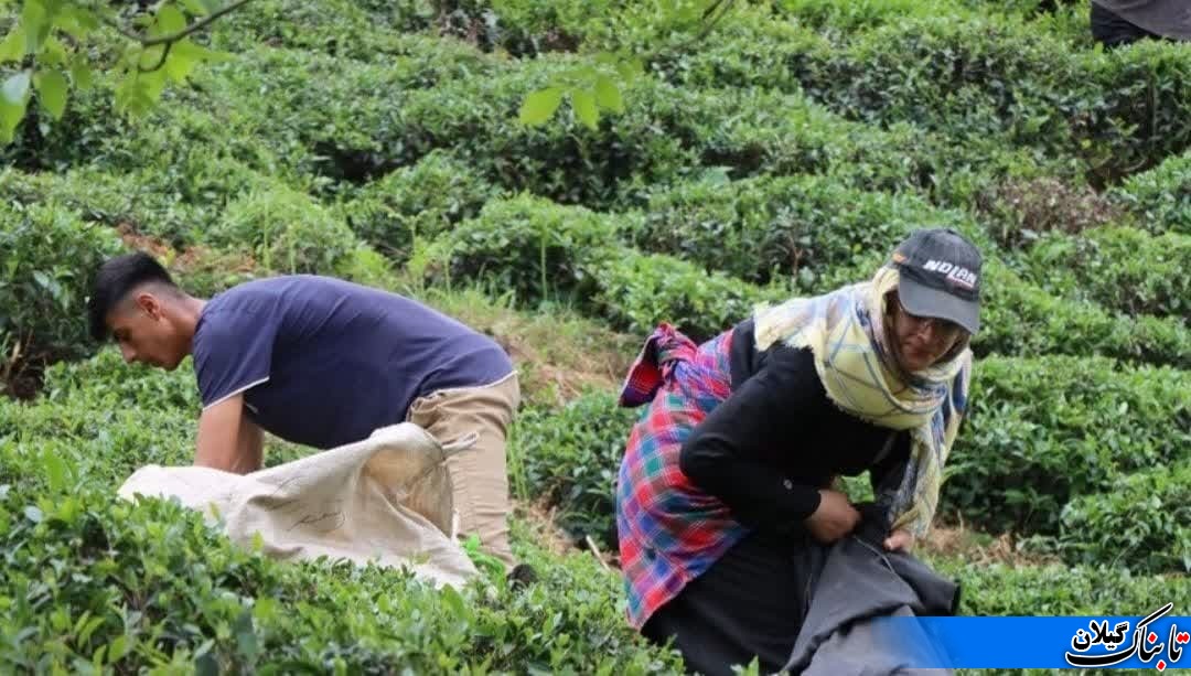 گزارش تصویری ازبرداشت برگ سبز چای درباغات چای شمال کشور