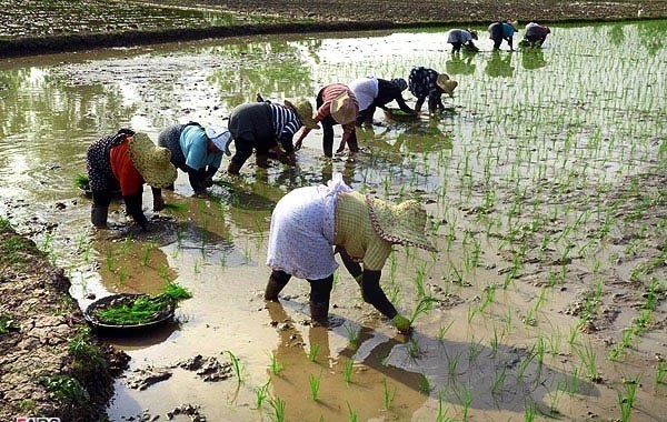 ممنوعیت کشت برنج در خوزستان 40 هزار نفر را بیکار می&zwnj;کند