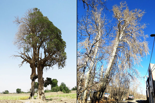 سرو کهک و چنار نایه قم ثبت ملی شد