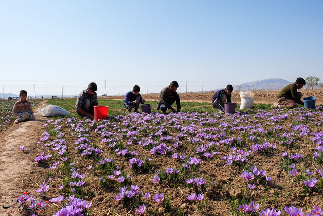 تولید سالانه 100 کیلوگرم طلای سرخ در قزوین تولید سالانه 100 کیلوگرم طلای سرخ در قزوین