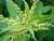 ظرفیت اقتصادی مغفول گیاهان دارویی