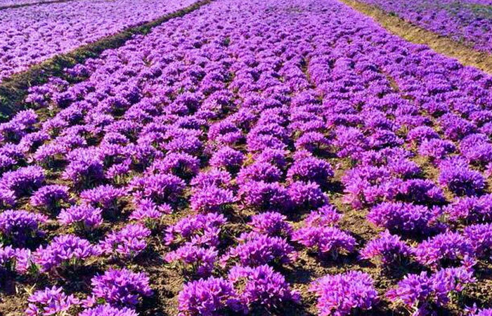 کشت زعفران در سطح 4 هکتار از مزارع کشاورزی بوئين زهرا کشت زعفران در سطح 4 هکتار از مزارع کشاورزی بوئين زهرا