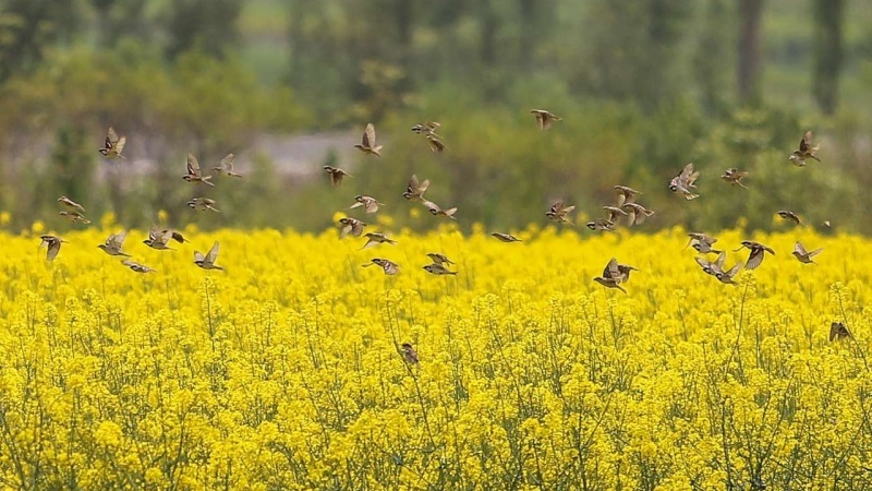 آغاز کشت کلزا در اراضی زراعی شهرستان البرز آغاز کشت کلزا در اراضی زراعی شهرستان البرز