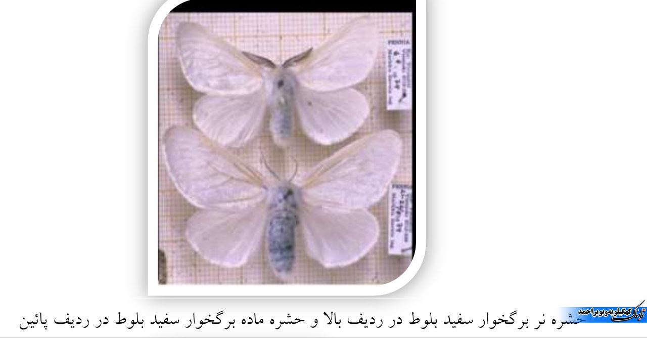 آفت برگ خوار بلوط و آنچه که کمتر می دانیم / توقع بیجا ایجاد نکنیم ! آفت برگ خوار بلوط و آنچه که کمتر می دانیم / توقع بیجا ایجاد نکنیم !