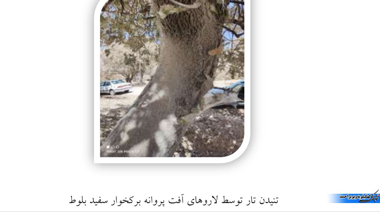 آفت برگ خوار بلوط و آنچه که کمتر می دانیم / توقع بیجا ایجاد نکنیم ! آفت برگ خوار بلوط و آنچه که کمتر می دانیم / توقع بیجا ایجاد نکنیم !