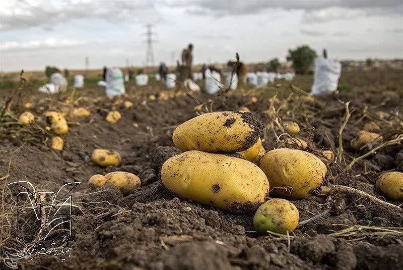 مجوز صادرات ۲۰ هزار تن سیب‌زمینی برای تعدیل بازار اخذ شد