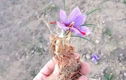 پیش بینی برداشت ۷۲ کیلوگرم زعفران از مزارع آذربایجان غربی