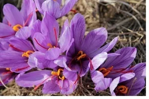 کشت زعفران در ایذه آغاز شد